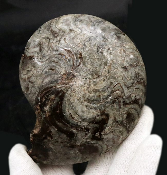 １０ｃｍオーバーで３００ｇ超え！古生代デボン紀の海の主役の一つ、ゴニアタイト（Goniatite）の完全体標本（その1）