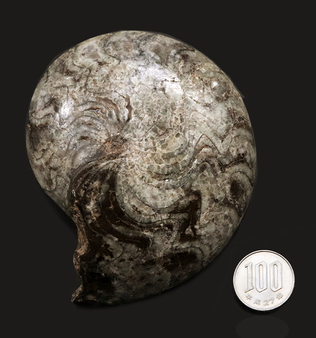 １０ｃｍオーバーで３００ｇ超え！古生代デボン紀の海の主役の一つ、ゴニアタイト（Goniatite）の完全体標本（その10）