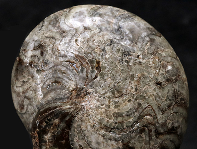１０ｃｍオーバーで３００ｇ超え！古生代デボン紀の海の主役の一つ、ゴニアタイト（Goniatite）の完全体標本（その2）