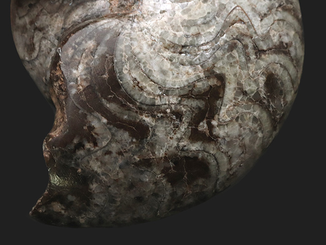 １０ｃｍオーバーで３００ｇ超え！古生代デボン紀の海の主役の一つ、ゴニアタイト（Goniatite）の完全体標本（その3）