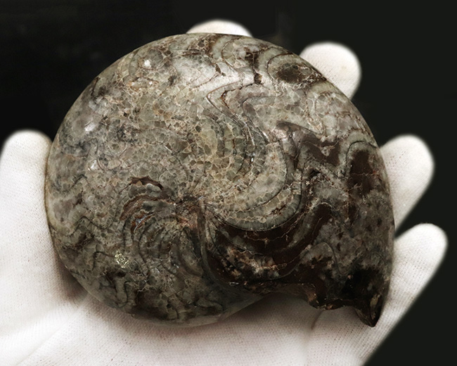 １０ｃｍオーバーで３００ｇ超え！古生代デボン紀の海の主役の一つ、ゴニアタイト（Goniatite）の完全体標本（その4）