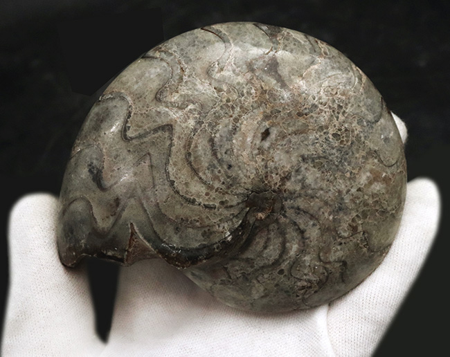 １０ｃｍオーバーで３００ｇ超え！古生代デボン紀の海の主役の一つ、ゴニアタイト（Goniatite）の完全体標本（その5）