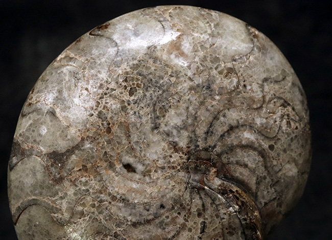 １０ｃｍオーバーで３００ｇ超え！古生代デボン紀の海の主役の一つ、ゴニアタイト（Goniatite）の完全体標本（その6）