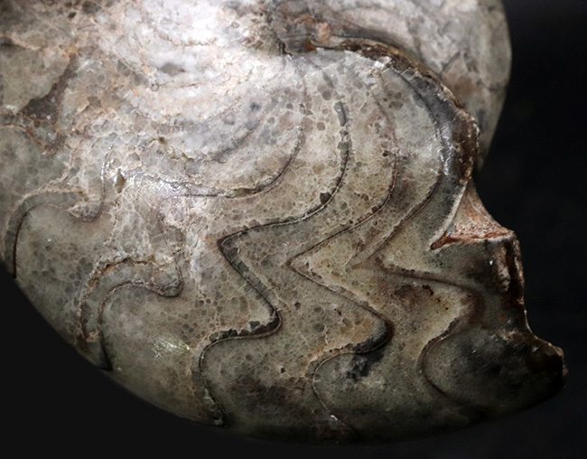 １０ｃｍオーバーで３００ｇ超え！古生代デボン紀の海の主役の一つ、ゴニアタイト（Goniatite）の完全体標本（その8）