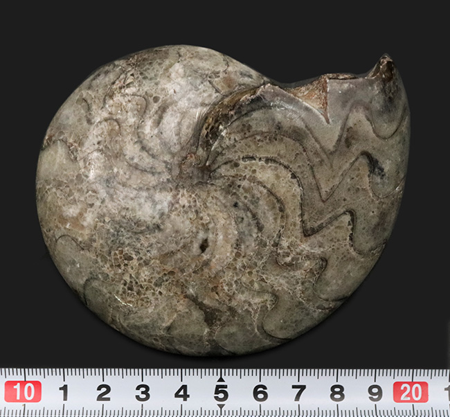 １０ｃｍオーバーで３００ｇ超え！古生代デボン紀の海の主役の一つ、ゴニアタイト（Goniatite）の完全体標本（その9）