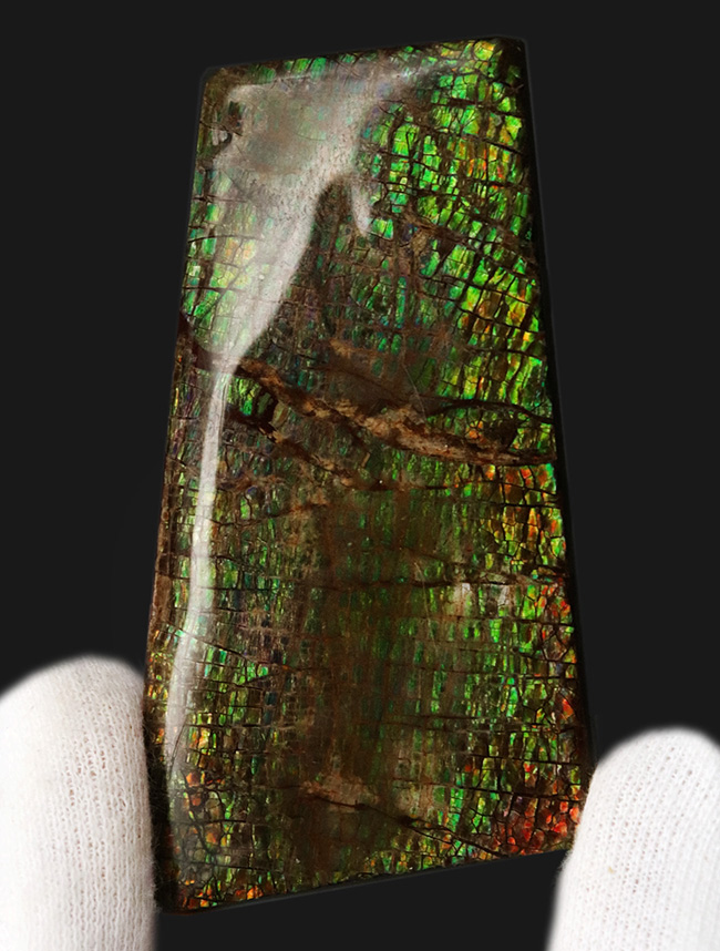 美しい鱗模様、グリーンドラゴン！生物起源の宝石、アンモライト（Ammolite）のピース（その5）