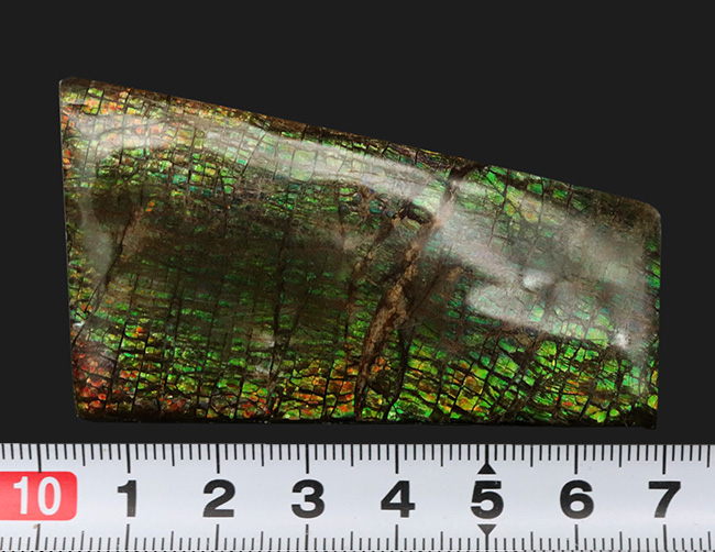 美しい鱗模様、グリーンドラゴン！生物起源の宝石、アンモライト（Ammolite）のピース（その8）