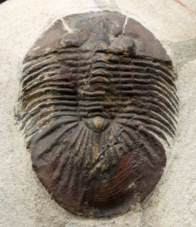一流の品質 trilobite 本物 ディクラヌルス・モンストロスス 三葉虫 ...