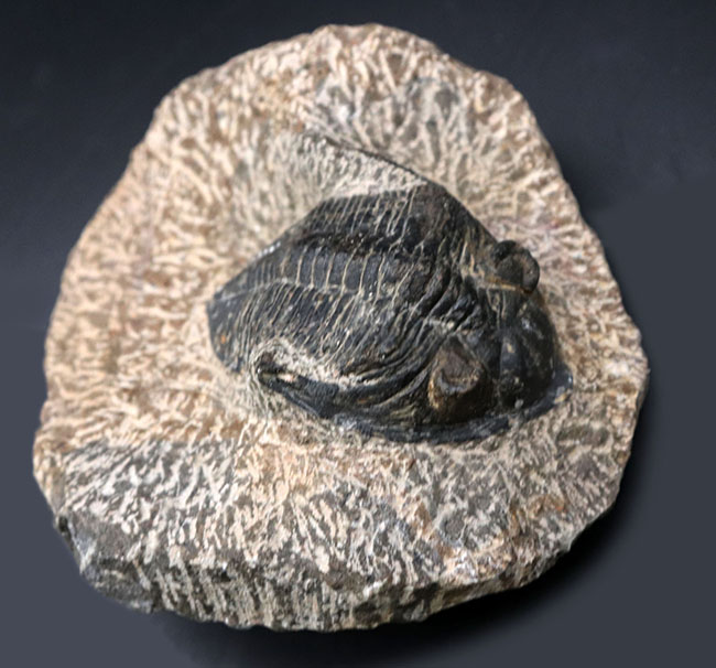 モロッコ産の人気三葉虫、ズリコバスピス（Zlichovaspis）の化石