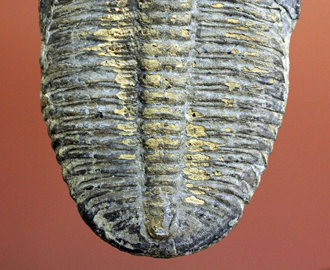 お得在庫化石標本　三葉虫　エルラシア　完全体　１５体 コレクション