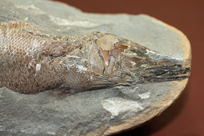 【金庫通販】凡そ一億年前のブラジル・セアラ州産絶滅古代魚ラコレピスの化石 コレクション