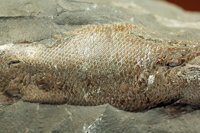 【金庫通販】凡そ一億年前のブラジル・セアラ州産絶滅古代魚ラコレピスの化石 コレクション
