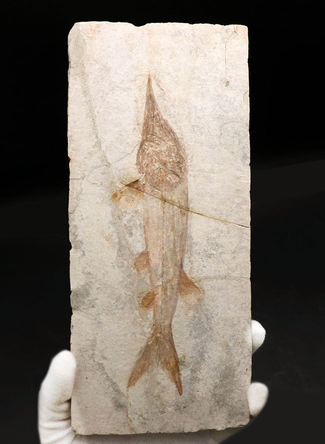 数十年もの間 大切にされてきた極めて希少なオールドコレクション 中国遼寧省産の白亜紀の魚類 ヘラチョウザメの化石 化石 販売