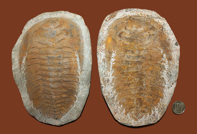 レドリキア目ホルミア科を代表する三葉虫アンダルシアナのネガ＆ポジ標本