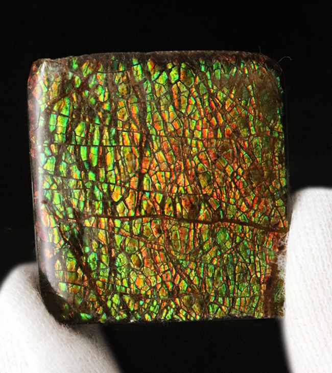 典型的なドラゴンスキン模様が見られるカナダ・アルバータ州産のアンモライト（Ammolite）のピース（その1）