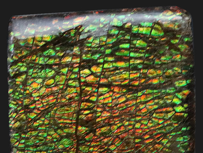 典型的なドラゴンスキン模様が見られるカナダ・アルバータ州産のアンモライト（Ammolite）のピース（その2）