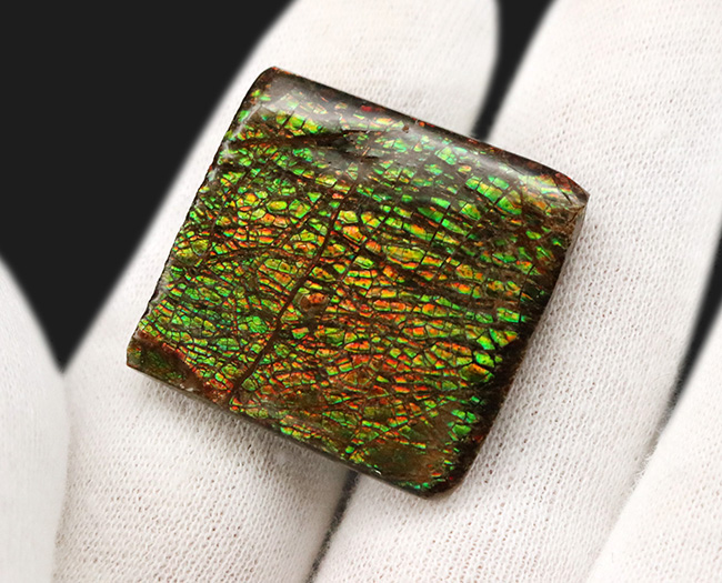 典型的なドラゴンスキン模様が見られるカナダ・アルバータ州産のアンモライト（Ammolite）のピース（その3）