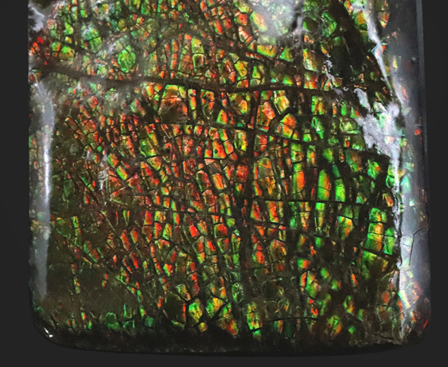 典型的なドラゴンスキン模様が見られるカナダ・アルバータ州産のアンモライト（Ammolite）のピース（その4）