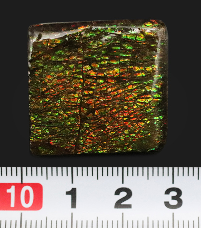 典型的なドラゴンスキン模様が見られるカナダ・アルバータ州産のアンモライト（Ammolite）のピース（その6）