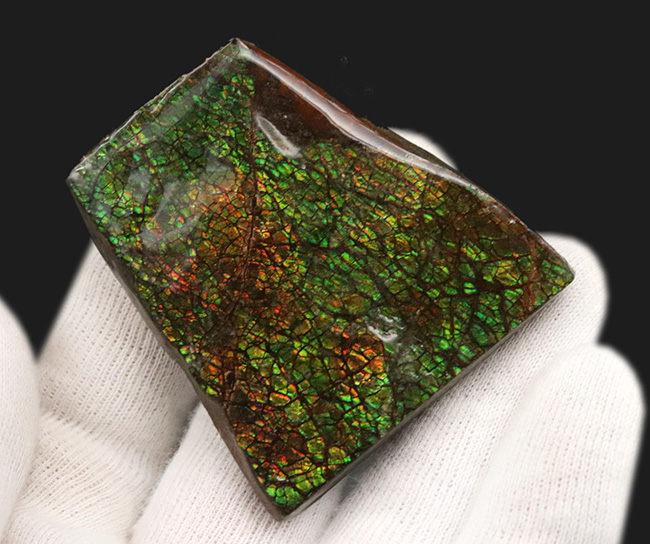 色、輝きともに非常に上質で、ドラゴンスキン模様も楽しめる！カナダ・アルバータ州産宝石、アンモライト（Ammolite）のピース（その2）
