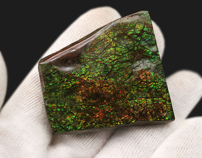 色、輝きともに非常に上質で、ドラゴンスキン模様も楽しめる！カナダ・アルバータ州産宝石、アンモライト（Ammolite）のピース（その4）