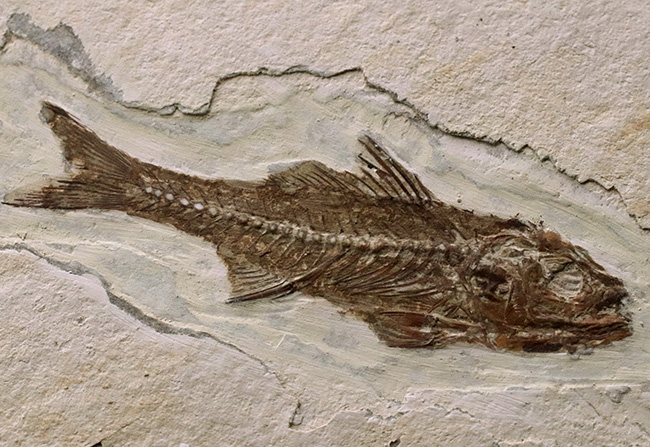 絵画のような味わい！フランス・プロヴァンス地方で採集された美しき古代魚、ダパリス・マクルルス（Dapalis Macrurus）の化石