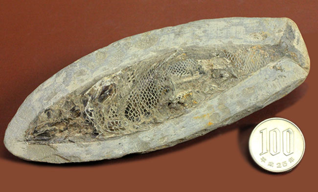 絶滅古代魚 ラコレピス ブラジル産 コレクション 化石 標本 白亜紀 