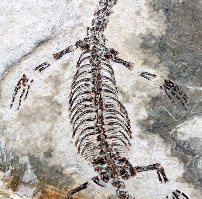 現在のところ、最後の在庫品となります。ミニドラゴンこと、ヒファロサウルス（Hyphalosaurus lingyuanensis）の全身化石 化石 販売