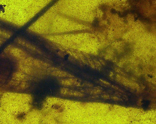 約1億年前の琥珀、まれに見るビッグサイズ、複雑な翅脈を持つ羽根が内包された希少なバーマイト（Burmite）（その8）