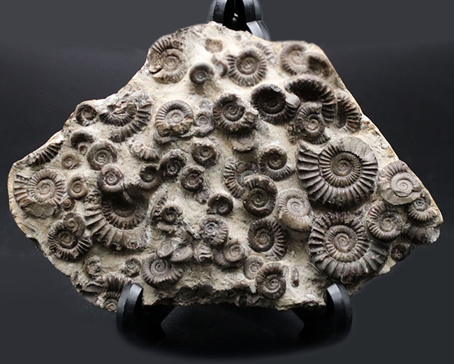 中生代ジュラ紀前期の示準化石 アルニオセラス Arnioceras を７５体以上含む驚異のマルチ化石 アンモナイト 販売