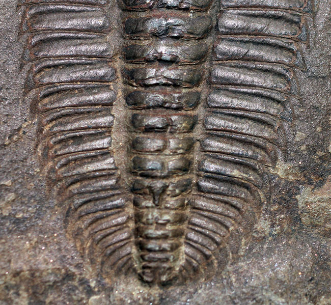 三葉虫の化石　レドリキア（Redlichia)