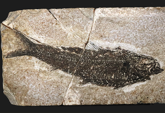 巨大、１３センチ級！保存状態も素晴らし、ワンランク、いやツーランク上の上質品、約５０００万年前の絶滅古代魚、ナイティア（Knightia  Eoceana）の魚化石