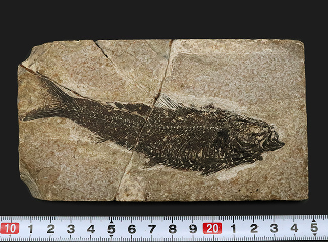 時代物 古代魚化石タイル 過去に破損の経緯あり 幅33cm 奥行き23cm 高さ2cm IWS503