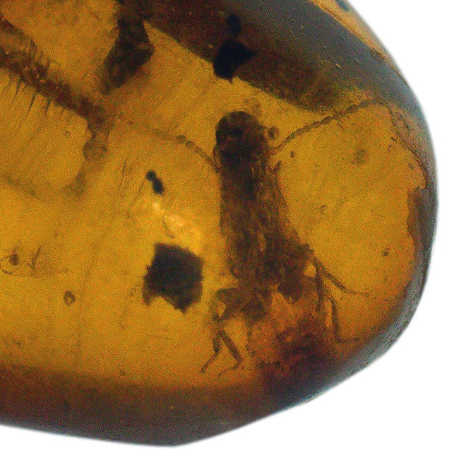 虫や植物片など多数のインクルージョンが内包されたドミニカ産の琥珀（Amber）（その1）