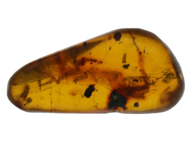 虫や植物片など多数のインクルージョンが内包されたドミニカ産の琥珀（Amber）（その2）