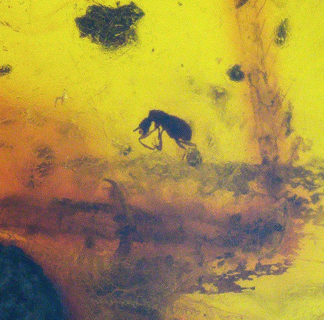 虫や植物片など多数のインクルージョンが内包されたドミニカ産の琥珀（Amber）（その4）