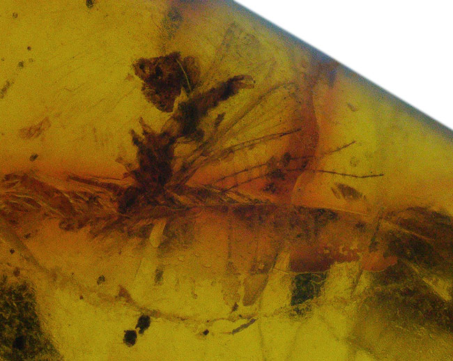虫や植物片など多数のインクルージョンが内包されたドミニカ産の琥珀（Amber）（その5）