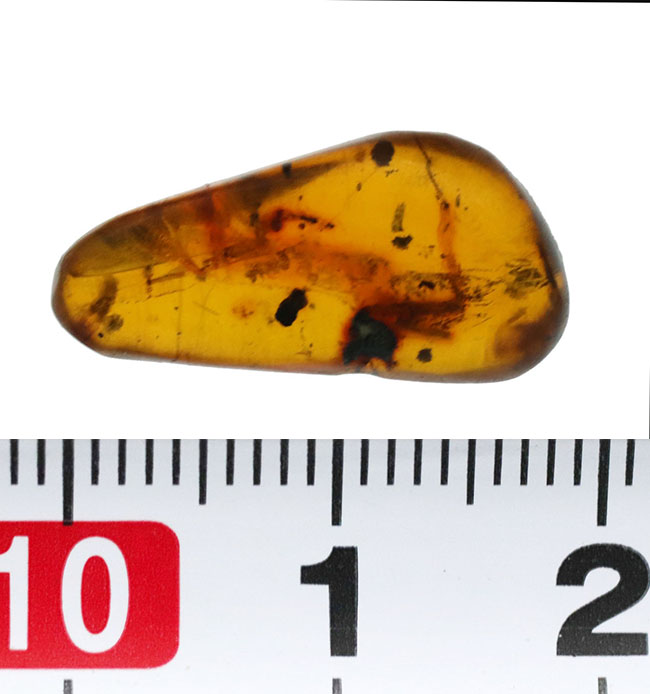 虫や植物片など多数のインクルージョンが内包されたドミニカ産の琥珀（Amber）（その6）