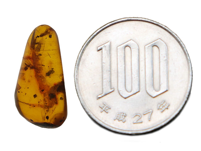 虫や植物片など多数のインクルージョンが内包されたドミニカ産の琥珀（Amber）（その7）