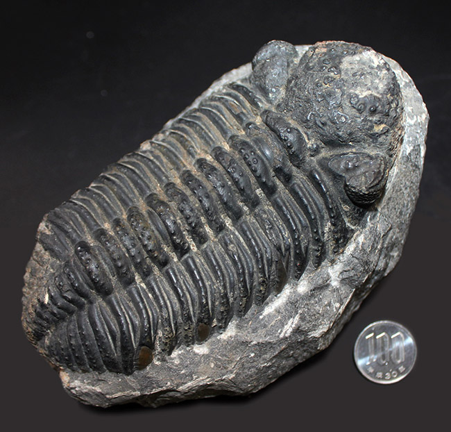 三葉虫 エルドレドゲオプス [PH46] 化石 ファコプス - アンティーク 