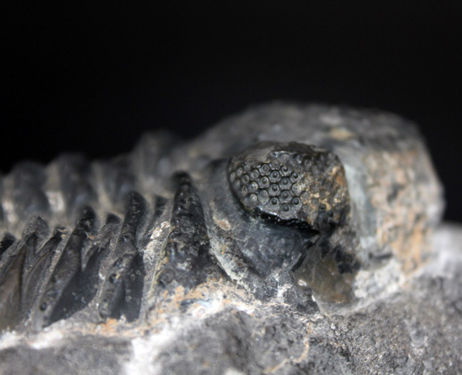 ストレッチドビー 三葉虫 化石 [PH68] ペディノパリオプス - 通販
