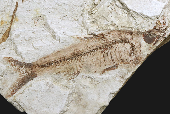 2億年前 魚の先祖化石 厳山出土品 オブジェ コレクション 経年保管品　化石　魚　全長15.5㎝ コレクター放出品