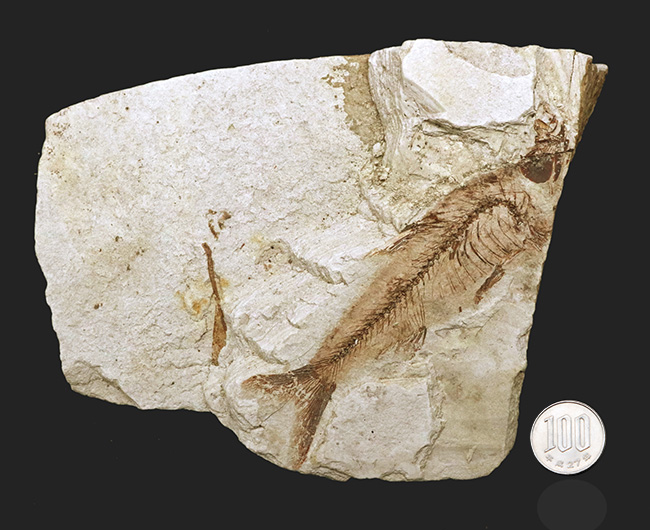 発見から５０年以上経過したオールドコレクション！長崎県壱岐産の幻の古代魚、カルター（Culter sp.）の全身化石（その11）