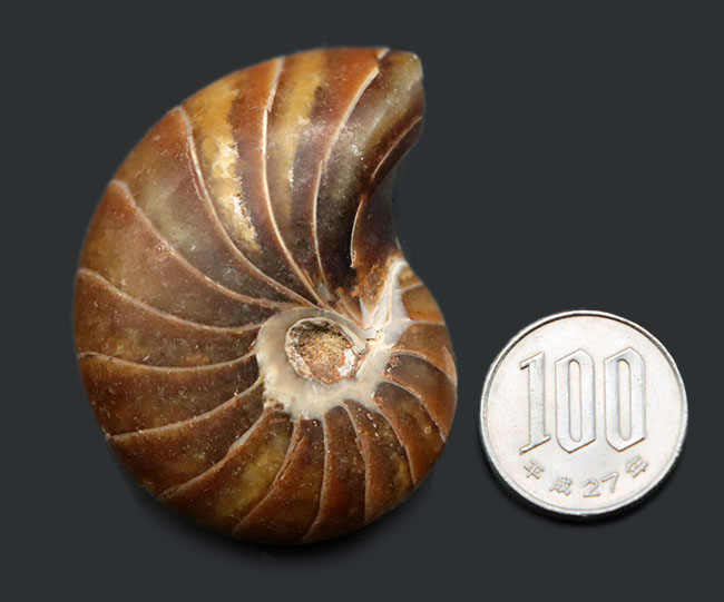 オウムガイNautilus pompilius 90mm-