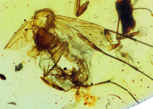 美しい琥珀色！平板状で薄く虫を視認しやすい！約1億年前（恐竜時代）の琥珀、バーマイト（Burmite）（その1）