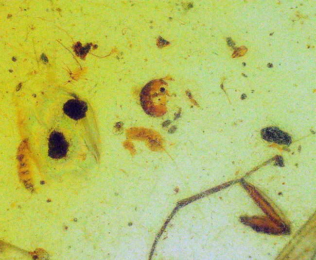 美しい琥珀色！平板状で薄く虫を視認しやすい！約1億年前（恐竜時代）の琥珀、バーマイト（Burmite）（その5）