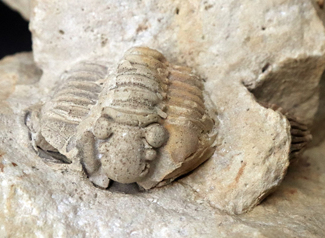 珍しい！米国ウィスコンシン州のシルル紀のライムストーンから発見された三葉虫、カリメネ（Calymene）のマルチプレート標本