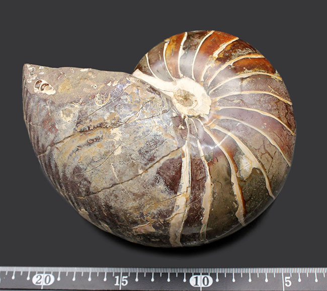 オウムガイ化石 巨大 コレクション | www.vinoflix.com