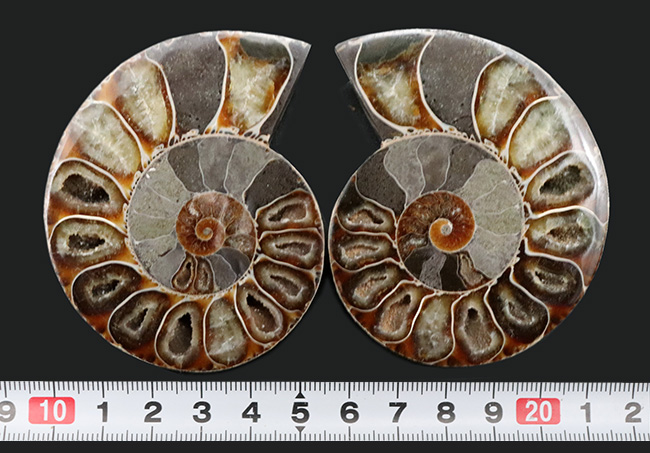 天然アンモナイト（菊石） 化石ハーフカット古生代シルル紀末期 1点ものFT029