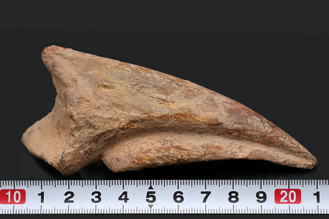 ド迫力！カーブ計測１１８ミリ、周長２１０ミリに達する、巨大なスピノサウルス（Spinosaurus）のフットクロウ（足爪）の化石